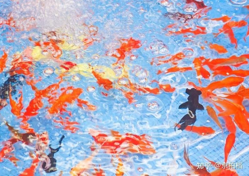 龍魚鰓蓋穿孔后如何保持水質穩定？