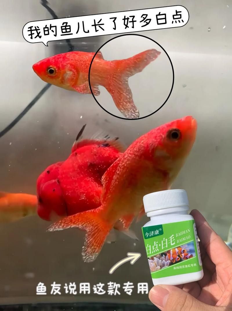 銀龍魚身上起白點是怎么回事兒啊圖片