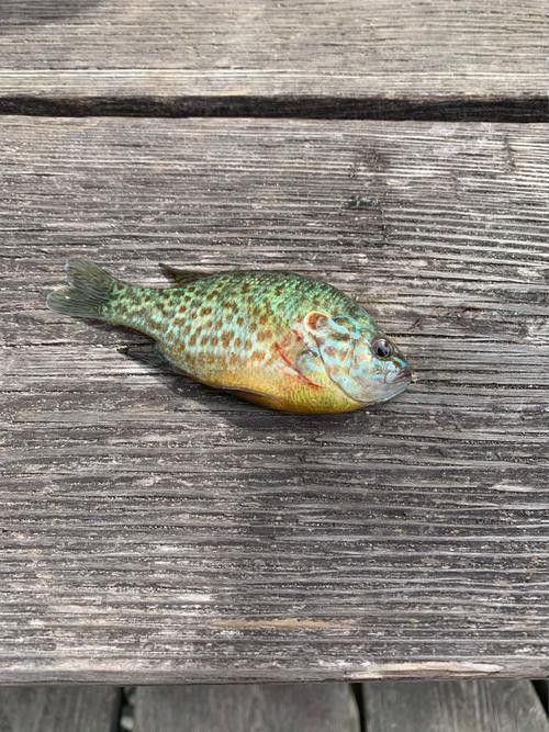 龍躉魚養(yǎng)殖和野生有何區(qū)別？