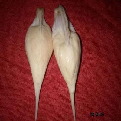 真正的魚寶圖片
