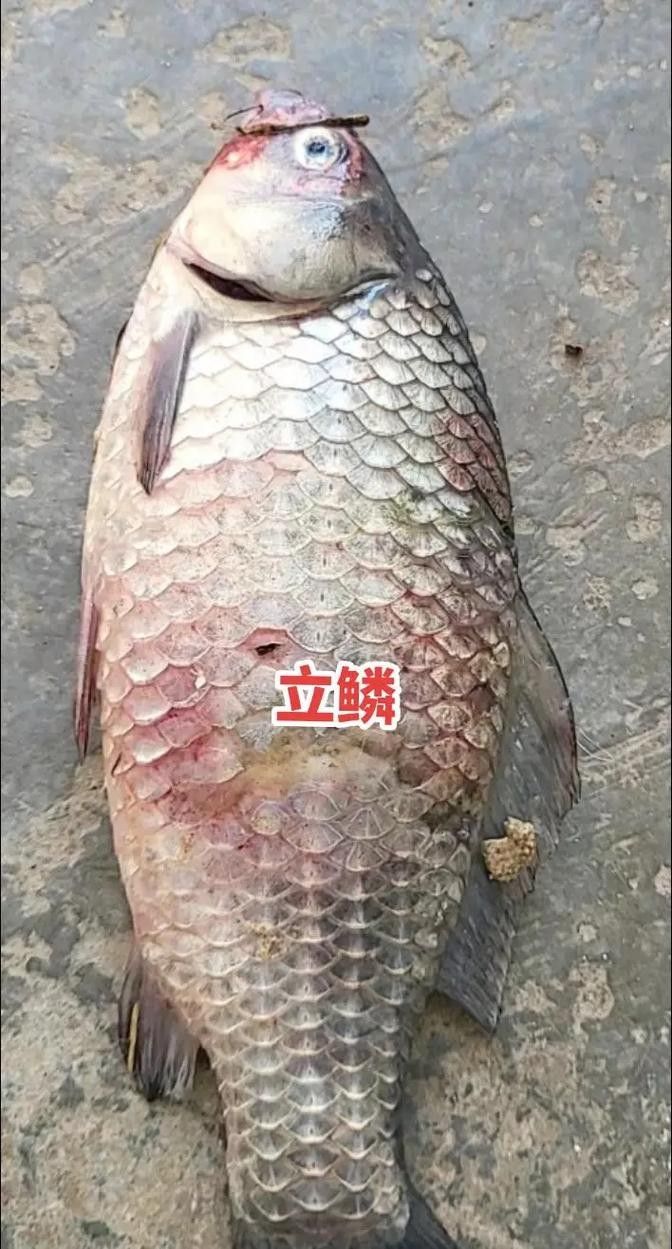 龍魚都有哪些疾病圖片