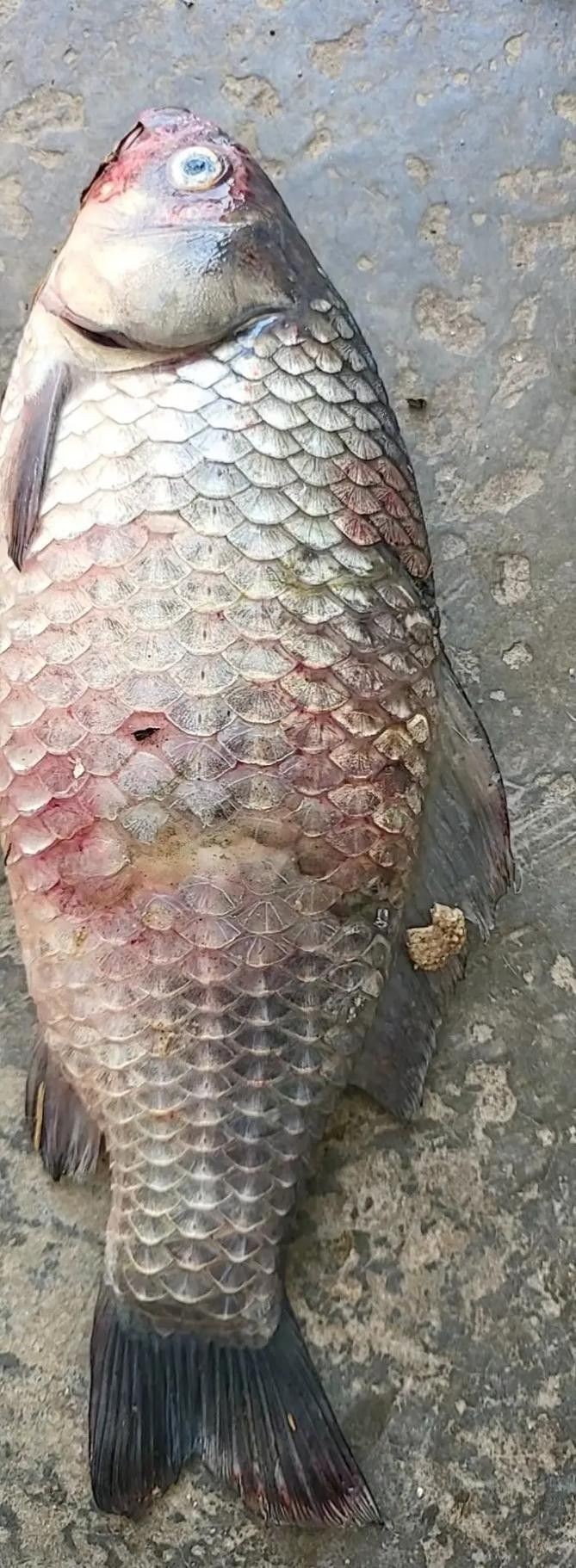 龍魚都有哪些疾病圖片