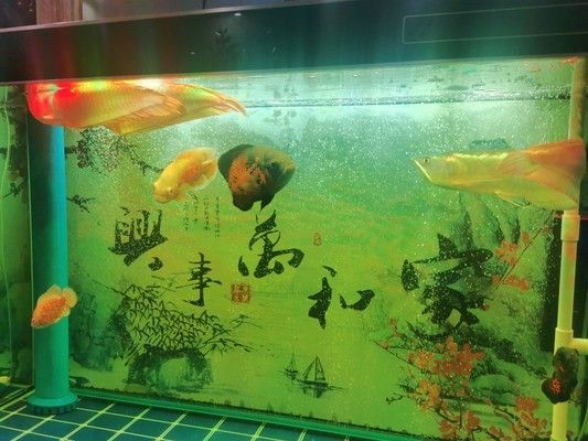 紅龍魚高清圖片大全集（紅龍魚高清圖片大全集欣賞）