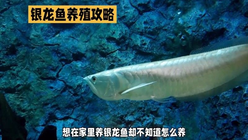 銀龍魚怎么養(yǎng)白魚視頻講解