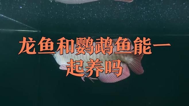 龍魚和鸚鵡魚混養需要注意什么？ 龍魚和鸚鵡魚混養需要注意什么？ 龍魚百科 第1張
