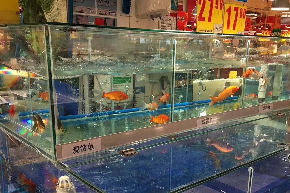 紅龍魚吃什么牌子的飼料好養活（紅龍魚吃什么牌子的飼料好養活呢）