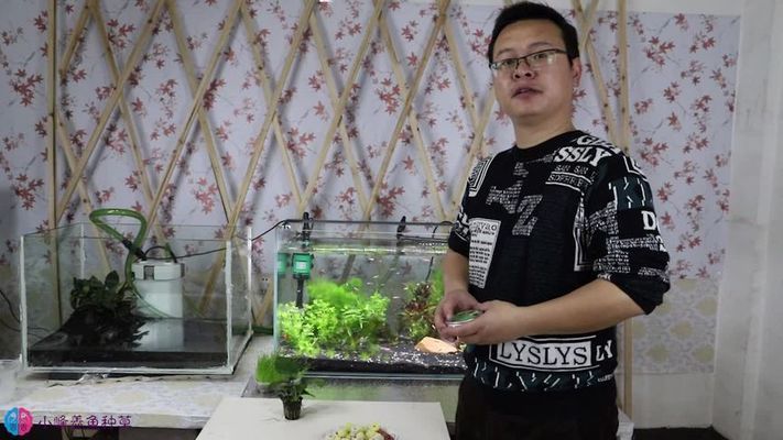 瑞雅魚缸最忌三種食物 龍魚百科 第2張 瑞雅魚缸最忌三種食物 瑞雅魚缸最忌三種食物 龍魚百科 第2張