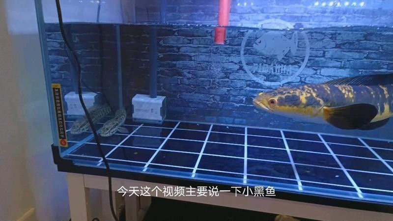 雷龍魚和黑魚能混養(yǎng)嗎？