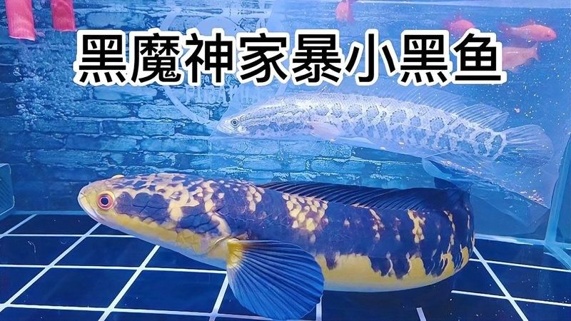 雷龍魚和黑魚能混養(yǎng)嗎？