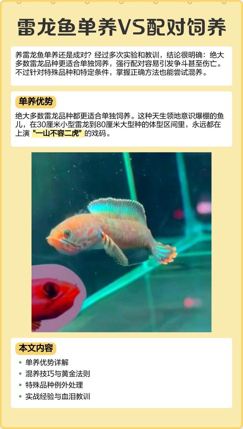 雷龍魚和虎頭鯊混養好嗎