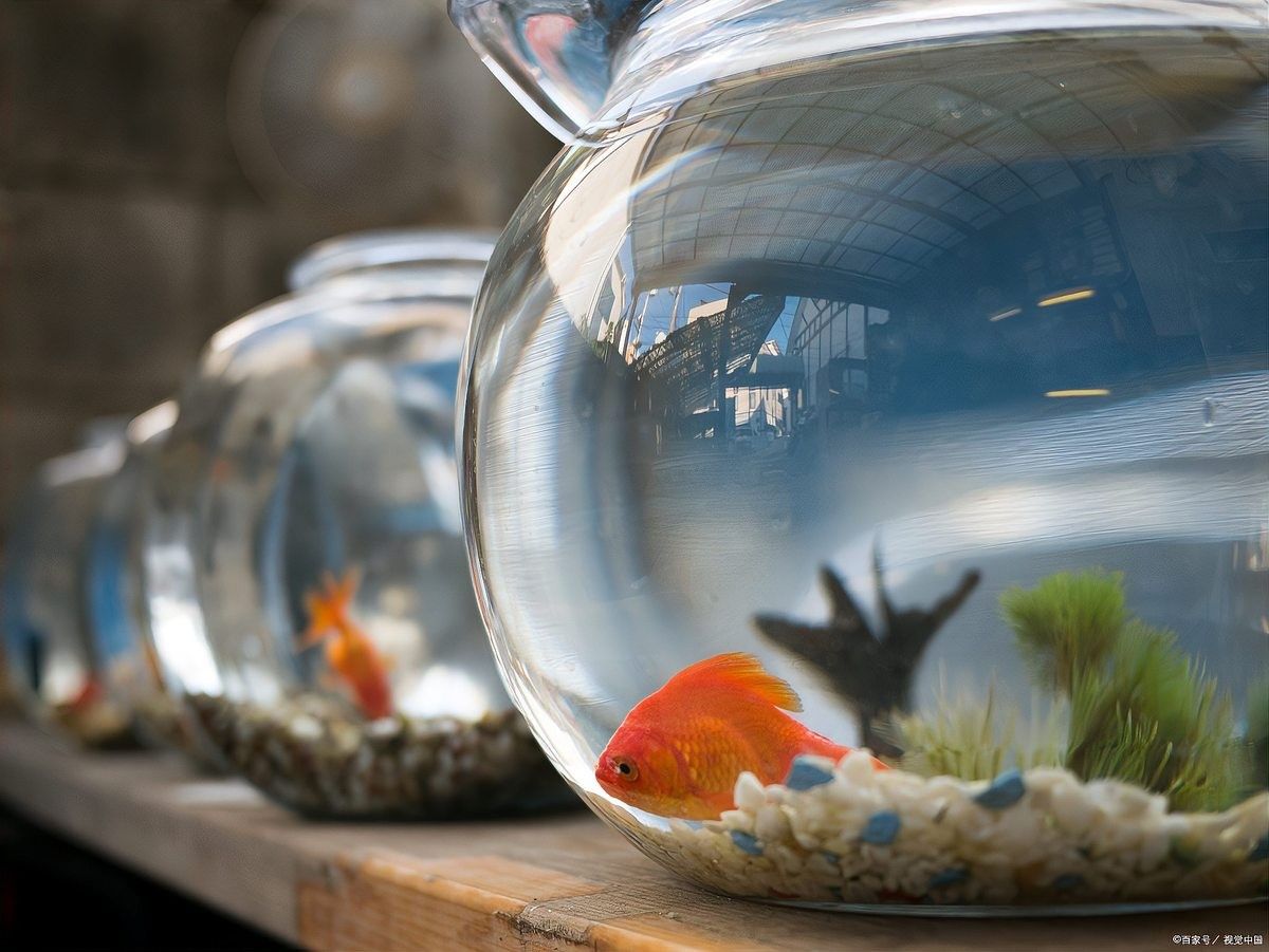 龍須貓魚混養需要定期換水嗎？ 龍須貓魚混養需要定期換水嗎？ 龍魚百科 第6張
