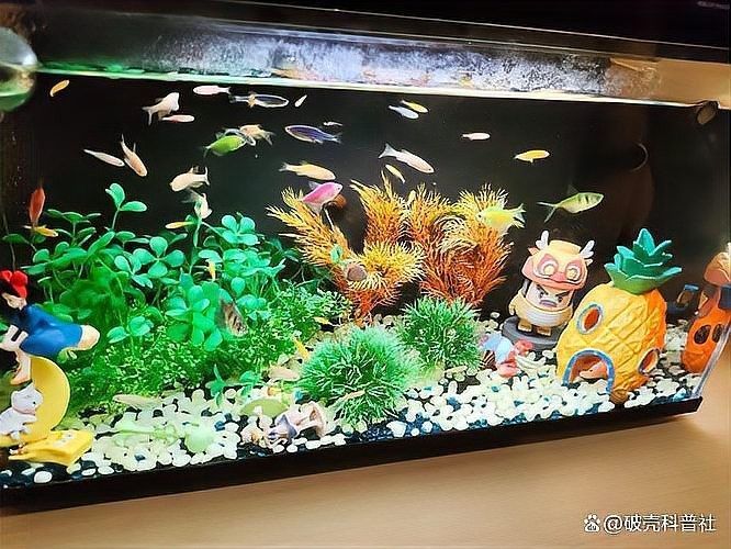 龍須貓魚混養需要定期換水嗎？ 龍須貓魚混養需要定期換水嗎？ 龍魚百科 第5張