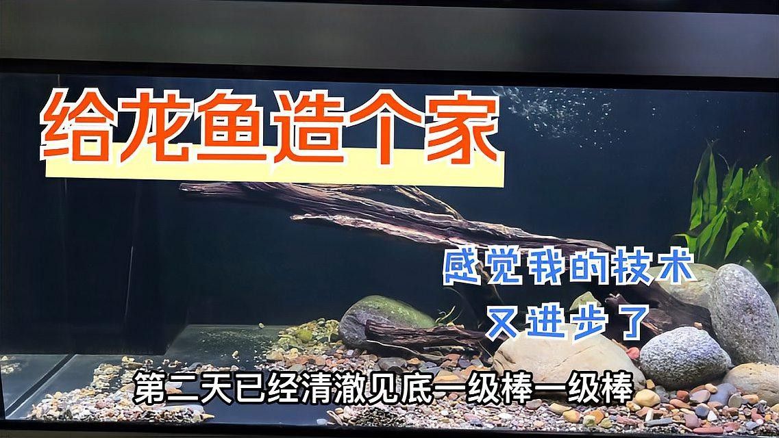 龍魚魚缸可以造景嗎視頻