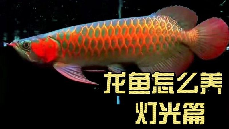 龍魚缸燈需要哪些顏色？ 龍魚缸燈需要哪些顏色？ 龍魚百科 第6張