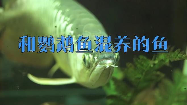 銀龍魚鸚鵡混養喂什么東西好養