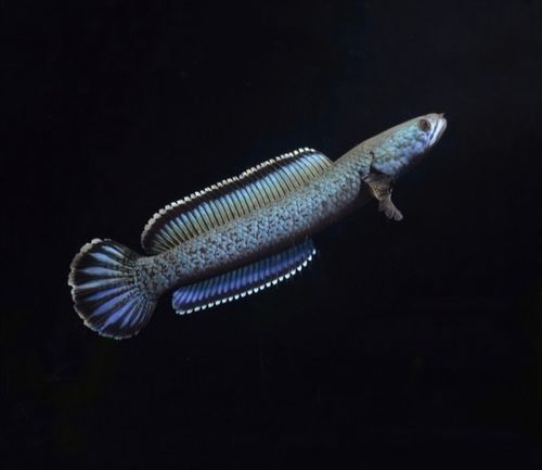 雷龍魚的價格一般是多少？
