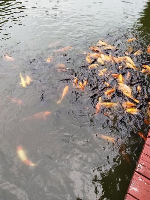 龍鳳錦鯉的養(yǎng)殖難度大嗎？
