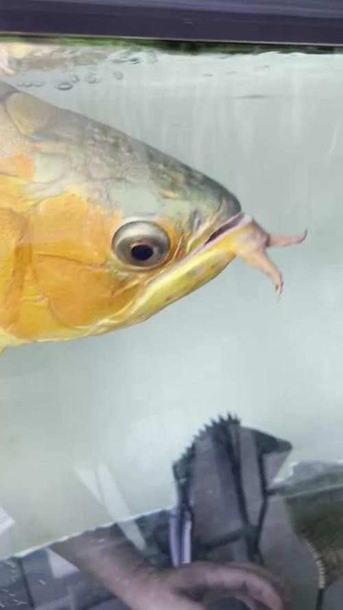 龍魚掉眼是什么樣子圖片大全