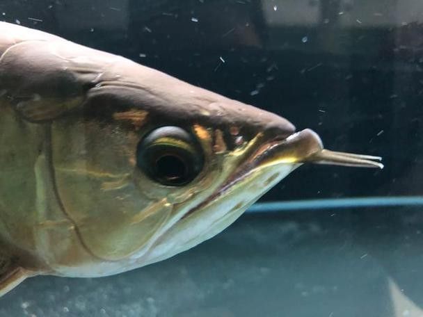 龍魚掉眼是什么樣子圖片大全