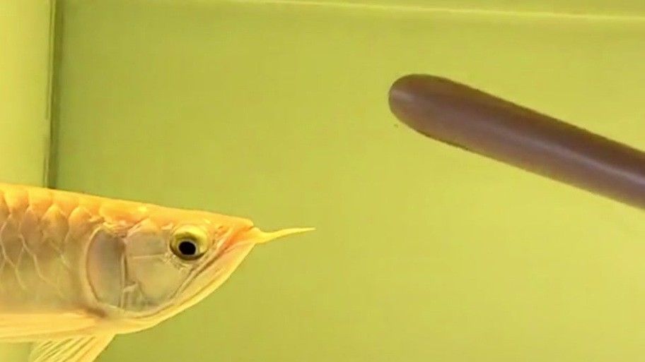龍魚掉眼是什么樣子圖片大全
