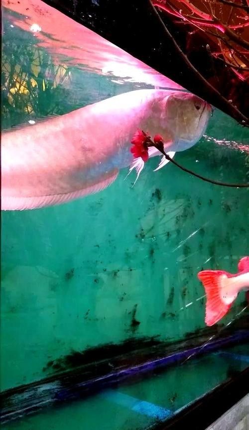 銀龍魚頭部有白點是什么