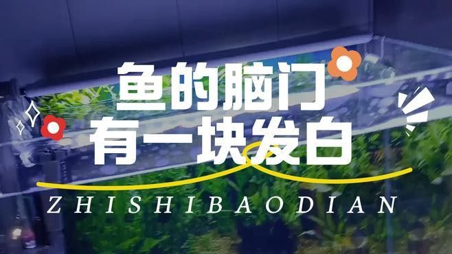 銀龍魚頭部有白點是什么