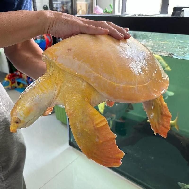 龍魚缸適合養什么龜