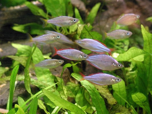 紅龍魚(yú)十大名牌排名