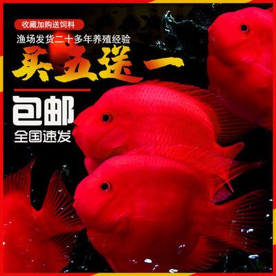 紅龍魚(yú)十大名牌排名
