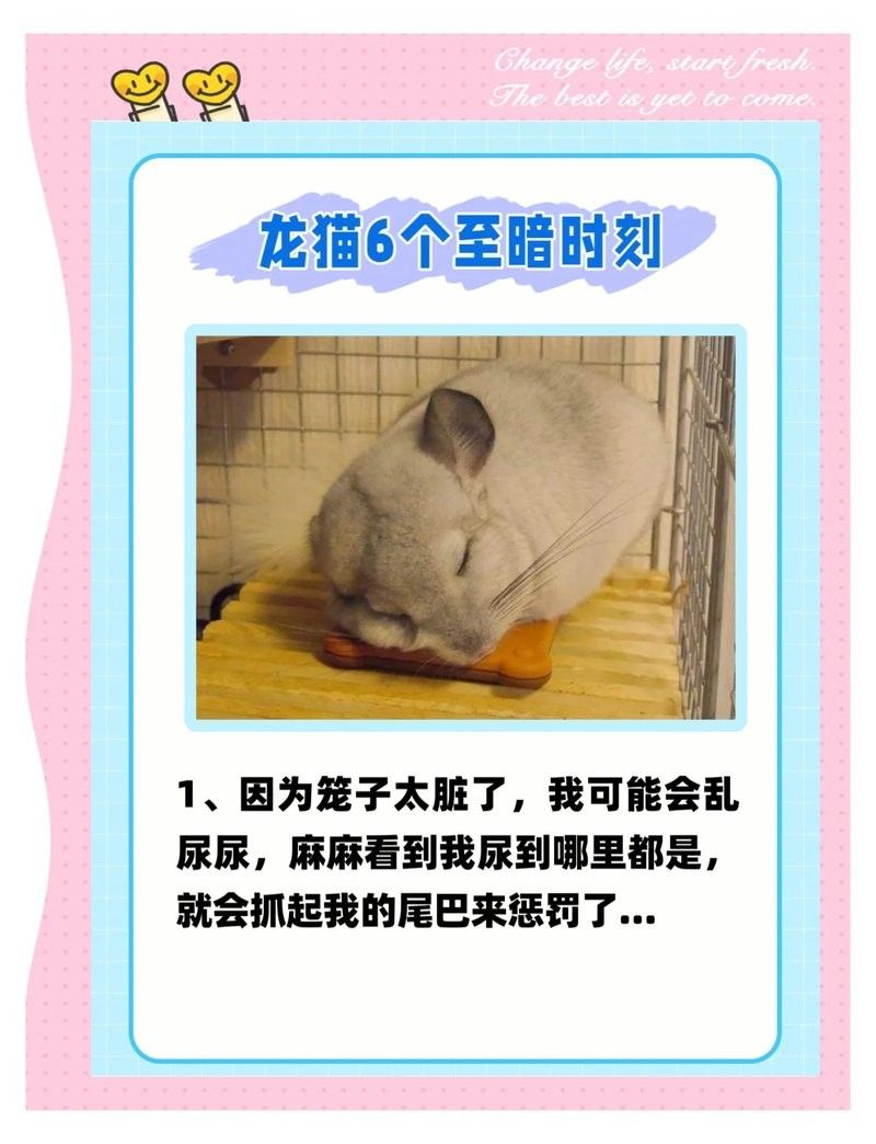 龍貓和貓哪個(gè)更適合家庭環(huán)境？