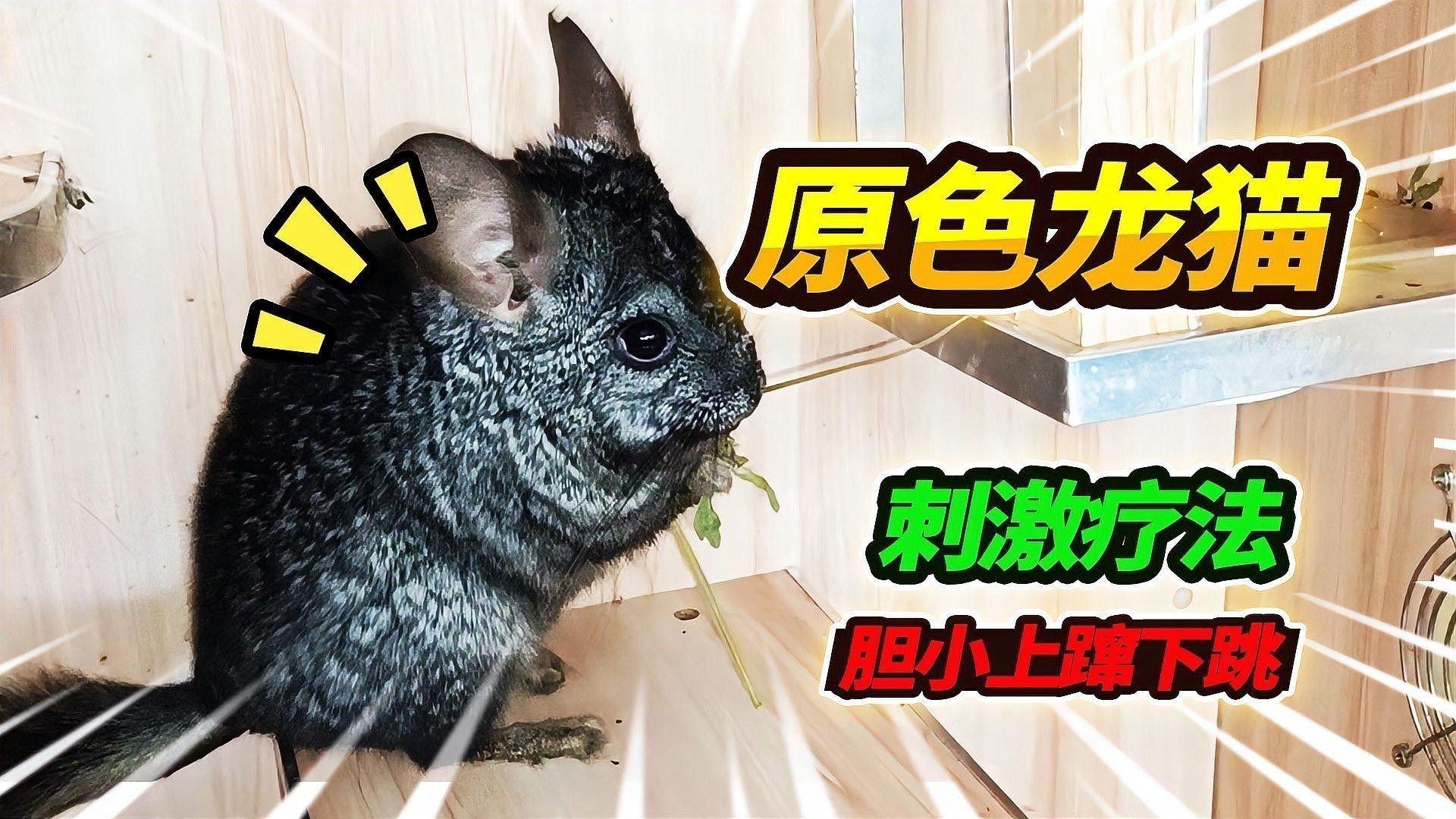 龍貓和貓哪個(gè)更適合家庭環(huán)境？