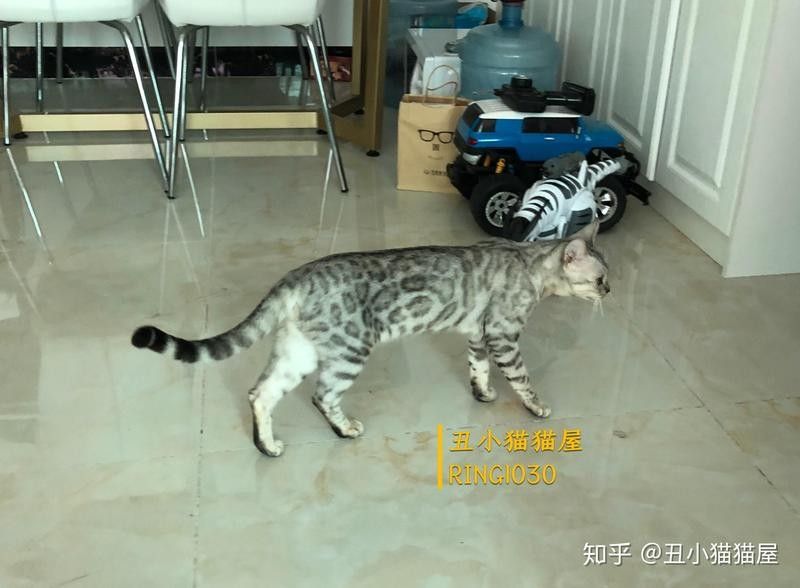龍貓和貓哪個(gè)更適合家庭環(huán)境？
