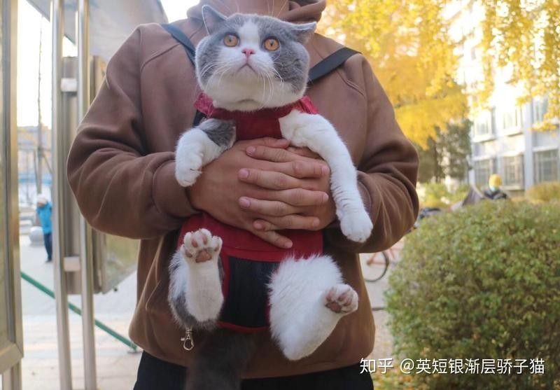 龍貓和貓哪個(gè)更適合家庭環(huán)境？