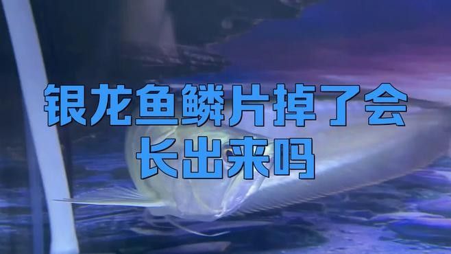 胭脂魚和六角龍魚混養 胭脂魚和六角龍魚混養 龍魚百科 第11張