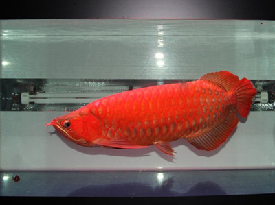 紅龍魚愛吃什么食物呢圖片（紅龍魚愛吃什么食物呢圖片大全）