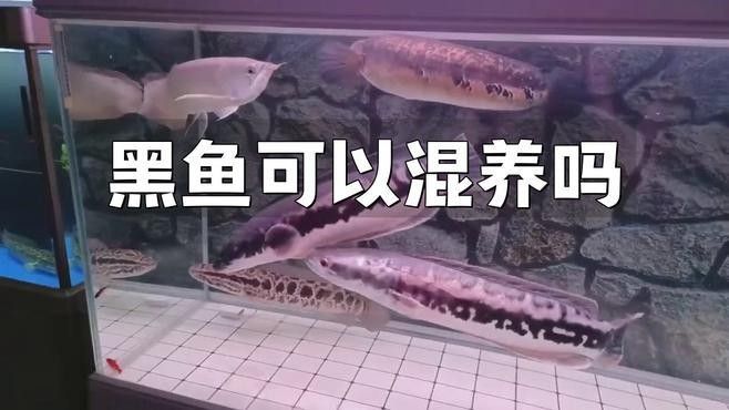 黑龍魚可以和什么魚混養呢