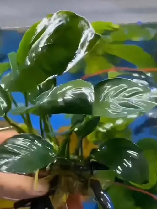 龍魚缸放什么植物