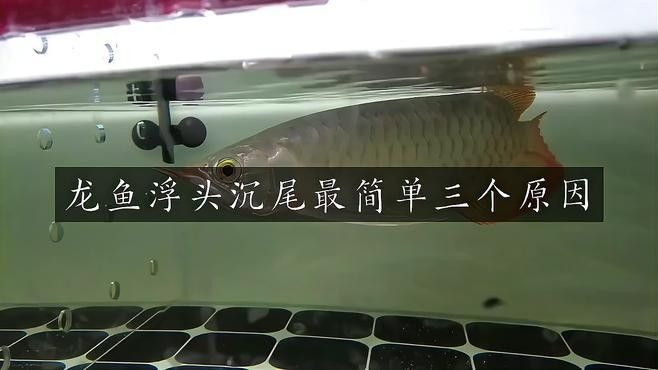 龍魚尾巴下沉是怎么回事