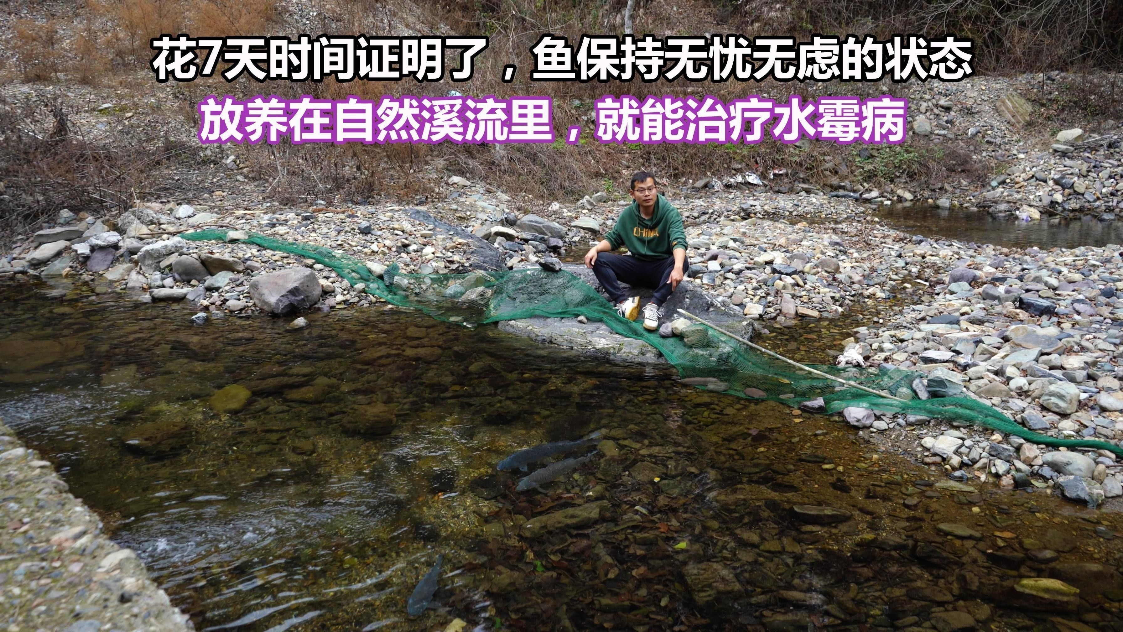 龍魚身上有白色絮狀物會死嗎圖片大全 龍魚身上有白色絮狀物會死嗎圖片大全 龍魚百科 第28張