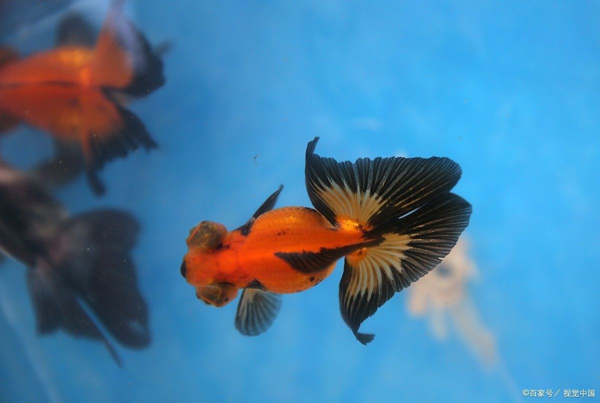 龍魚身上有白色絮狀物會死嗎圖片大全 龍魚身上有白色絮狀物會死嗎圖片大全 龍魚百科 第32張