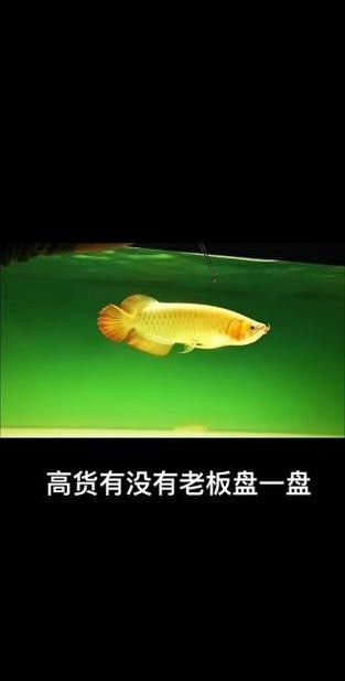 龍魚混養魚推薦圖片