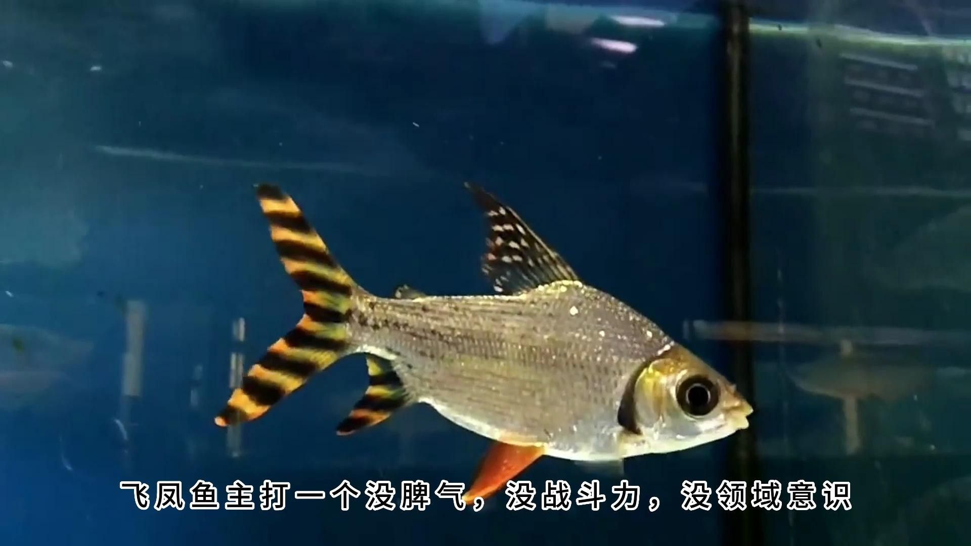 龍魚混養魚推薦圖片