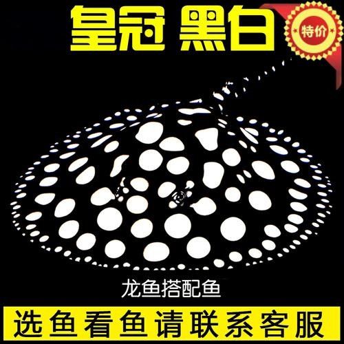 龍魚混養魚推薦圖片