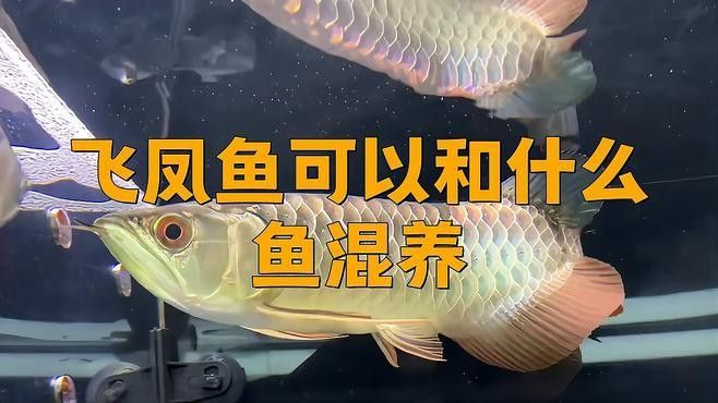 龍魚混養魚推薦圖片