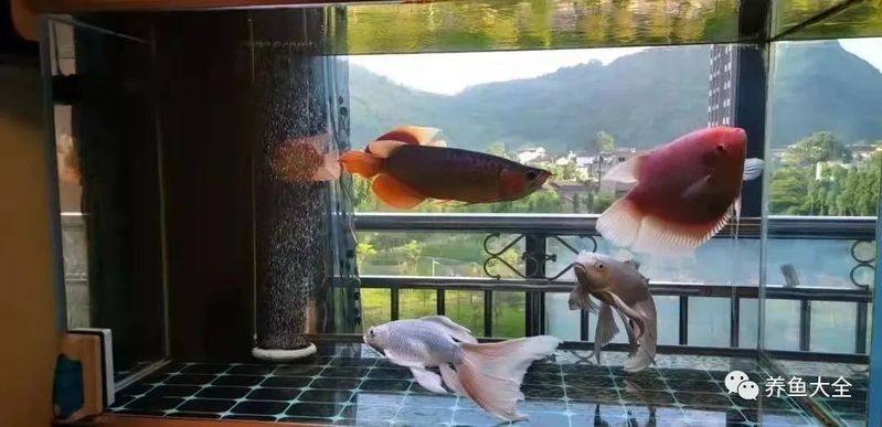 龍魚換水時可以洗棉嗎？