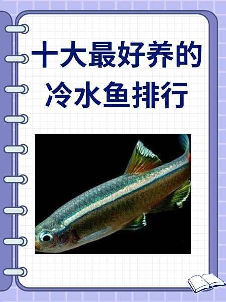 銀龍魚和翹嘴魚哪個好養