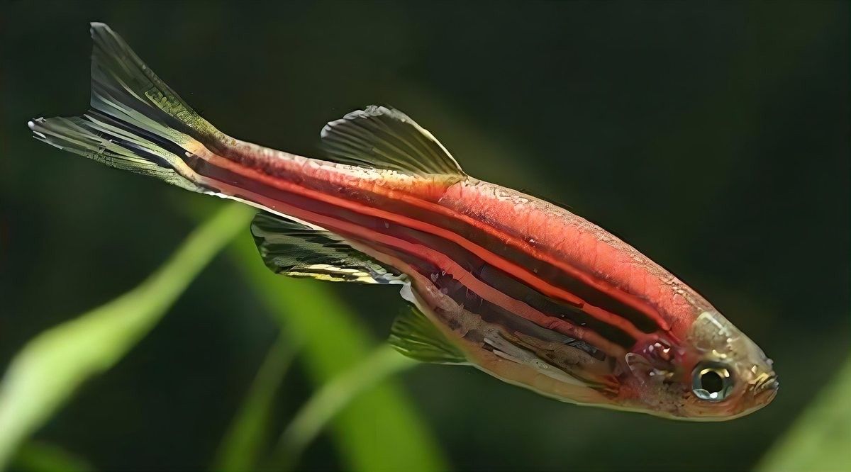 銀龍魚和翹嘴魚哪個好養