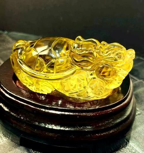 龍龜圖片在哪里可以找到？ 龍龜圖片在哪里可以找到？ 龍魚百科 第16張