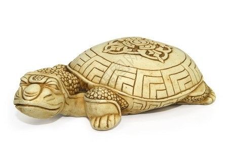龍龜圖片在哪里可以找到？ 龍龜圖片在哪里可以找到？ 龍魚百科 第25張