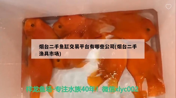 怎么看小紅龍魚鱗片發(fā)色 怎么看小紅龍魚鱗片發(fā)色 龍魚百科 第2張